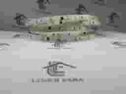 ریسه 220 ولت تراکم 120 لامپ